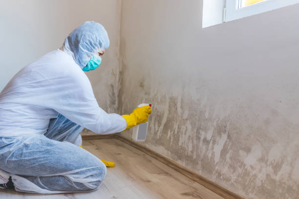 Licensed Attic Mold Removal service in Curtis Bay, MD - WQB Mold Removal
