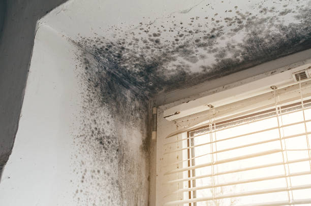 Affordable Attic Mold Removal solutions in Curtis Bay, MD