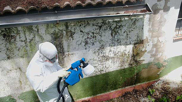 Top rated local Attic Mold Removal specialists in Curtis Bay, MD